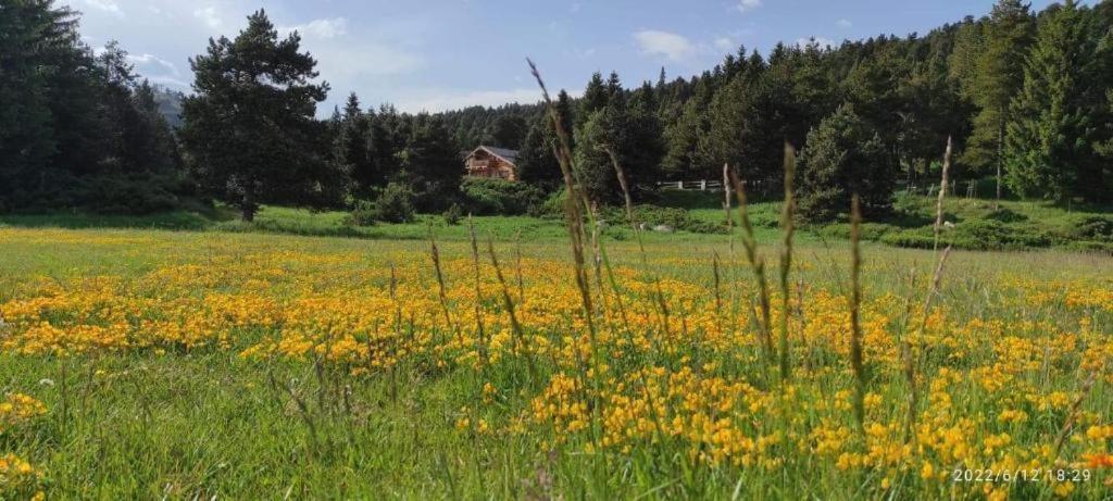 Apt Confortable Au Pied Des Pistes Et De La Foret Bolquere Pyrenees 2000 Dış mekan fotoğraf